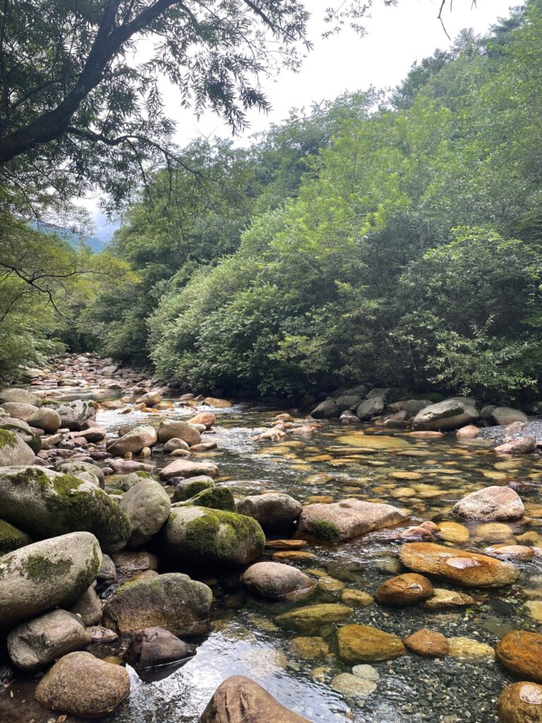 木と石と川