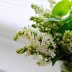 窓際の植物