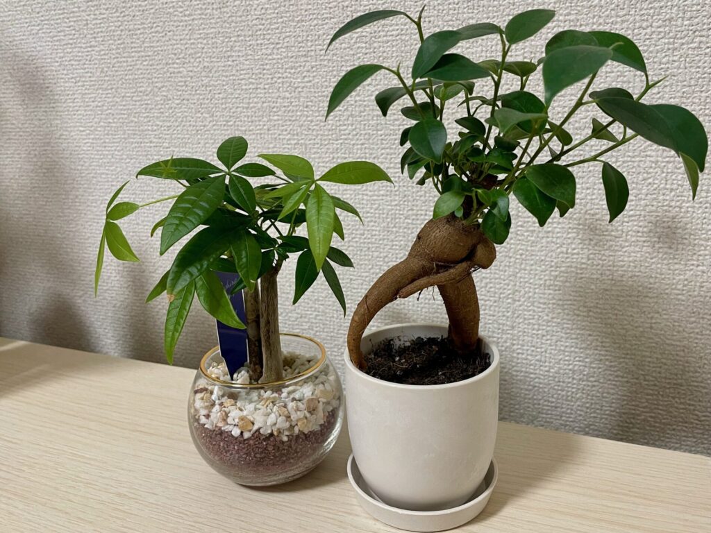 パキラとガジュマル