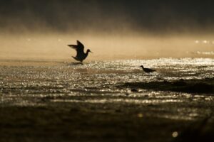 水辺の鳥