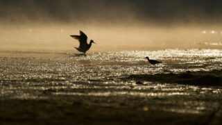 水辺の鳥
