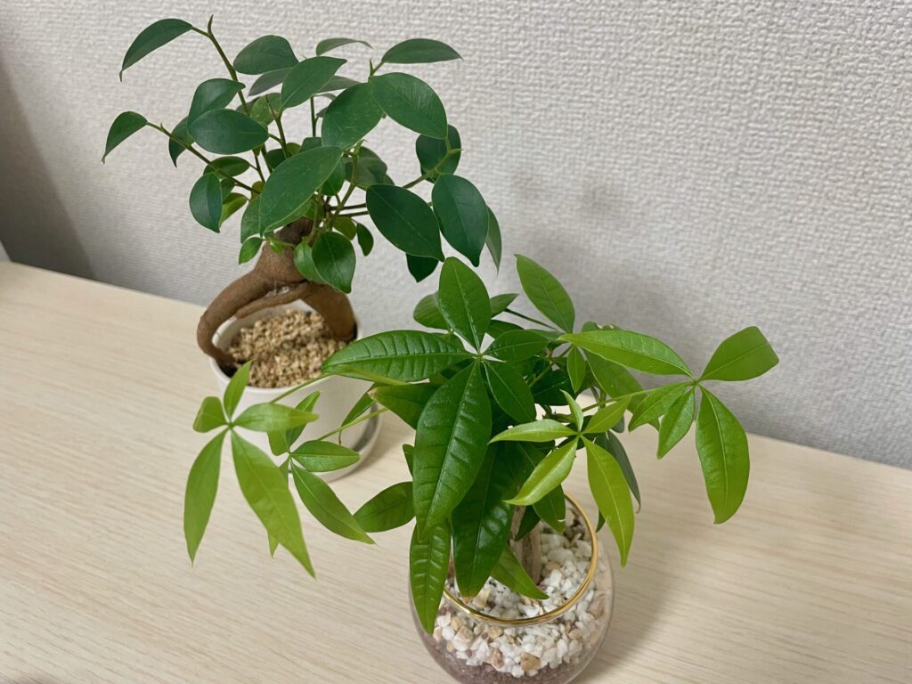 パキラとガジュマル