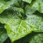 観葉植物と水滴
