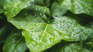 観葉植物と水滴