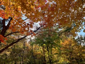 国営アルプスあづみの公園