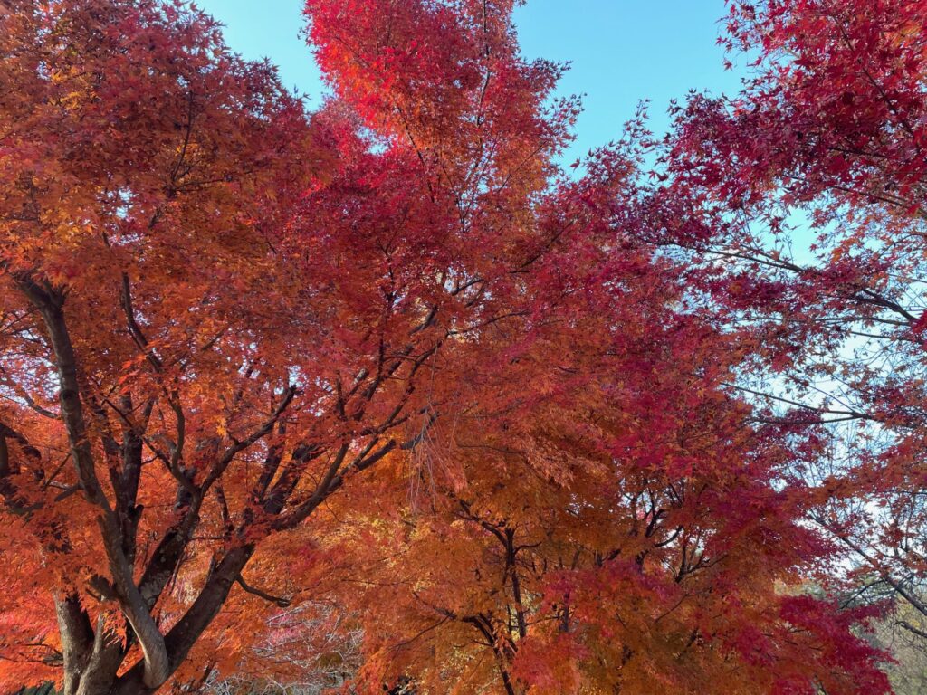 国営アルプスあづみの公園