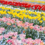 チューリップとネモフィラ