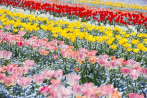 チューリップとネモフィラ