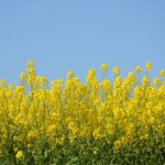 菜の花畑と青空