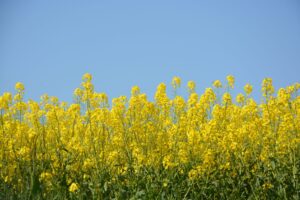 菜の花畑と青空