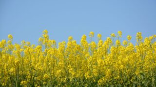 菜の花畑と青空