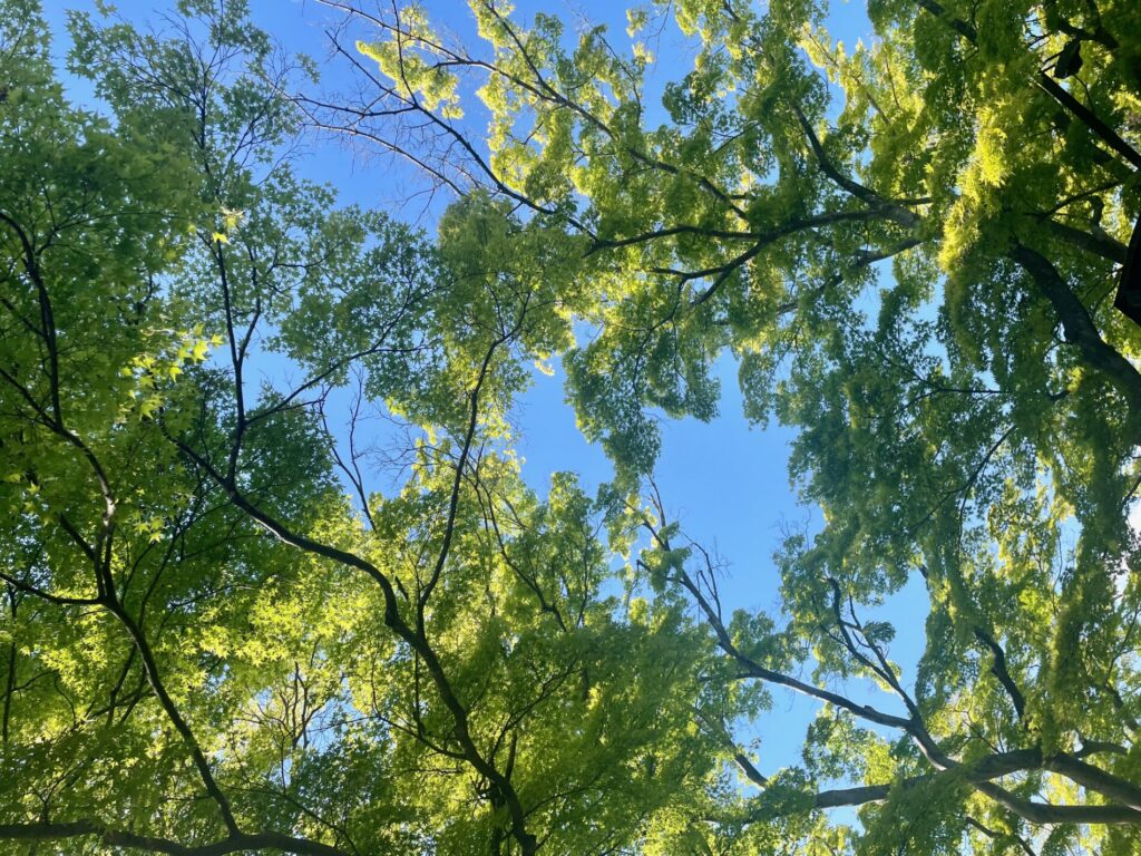 東北地方の木々