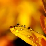 黄色の花びらと水滴