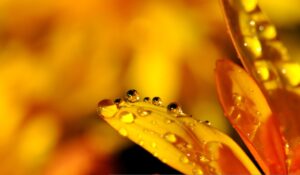 黄色の花びらと水滴