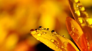 黄色の花びらと水滴