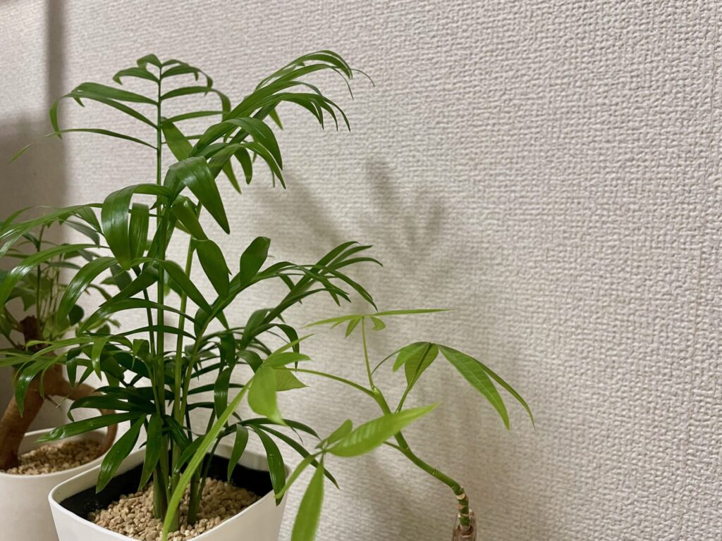 ガジュマルとテーブルヤシとパキラ
