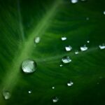 葉と水滴